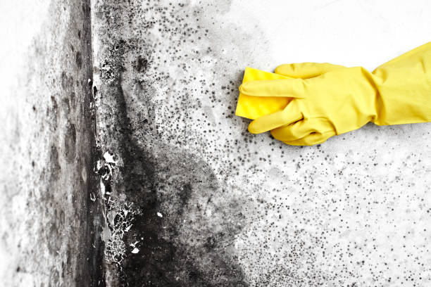 Reliable Glasgow, VA Mold Removal Solutions